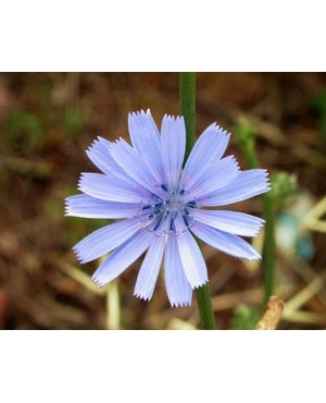 Cichorium intybus